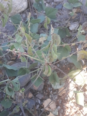 Rhynchosia precatoria