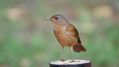 Pale-Breasted Thrush photo 2
