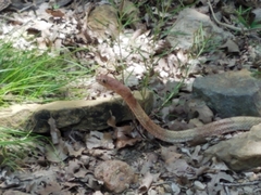 Masticophis flagellum