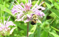 Bombus griseocollis