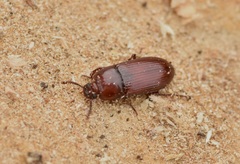 Uloma culinaris