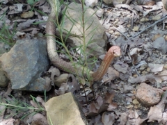Masticophis flagellum