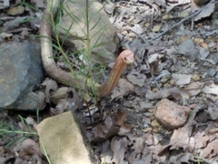 Masticophis flagellum