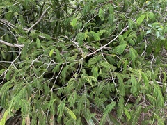 Senegalia westiana