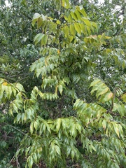 Libidibia monosperma