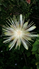 Protea aurea aurea