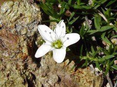 Arenaria lycopodioides