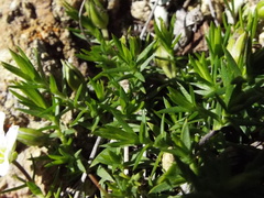 Arenaria lycopodioides