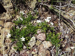 Arenaria lycopodioides