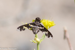 Exoprosopa dorcadion