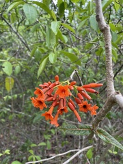 Cordia rickseckeri