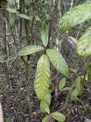 Cordia rickseckeri