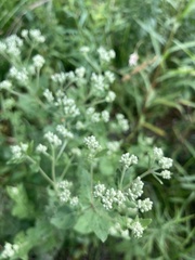 Eupatorium pubescens