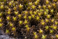Syntrichia cainii