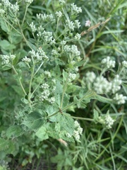 Eupatorium pubescens