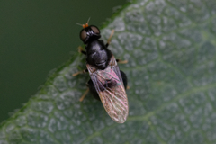 Pachygastrinae