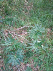 Helleborus viridis viridis