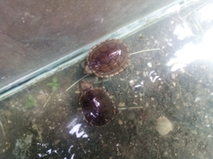 Kinosternon creaseri