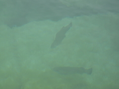 Micropterus dolomieu