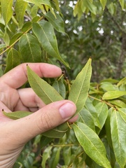Libidibia monosperma