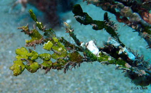 Halimeda kanaloana