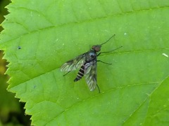 Athericidae