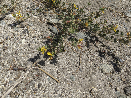 iNaturalist observation photo of deervetch