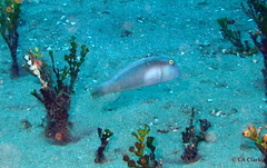 Cymolutes lecluse