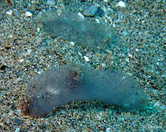 Philinopsis speciosa