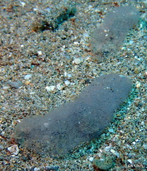 Philinopsis speciosa