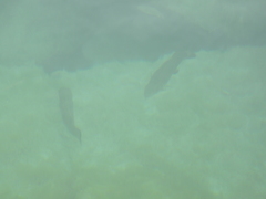 Micropterus dolomieu