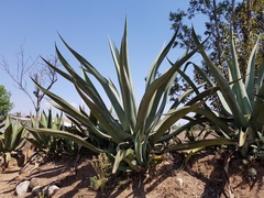 Agave mapisaga