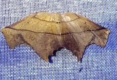 Eutomopepla artena