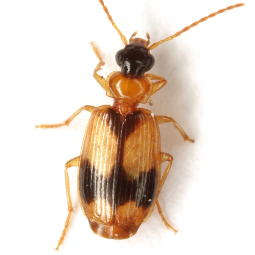 Lebia esurialis Casey, 1920