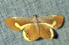 Opisthoxia