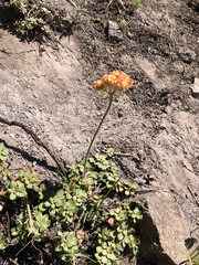 Eriogonum marifolium