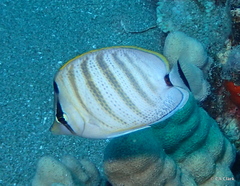 Chaetodon multicinctus