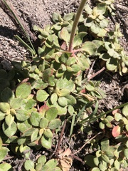Eriogonum marifolium
