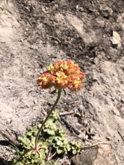 Eriogonum marifolium