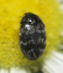 Trogoderma glabrum