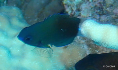 Pycnochromis hanui