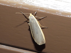 Eilema lurideola