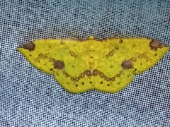 Periclina