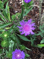 Stokesia