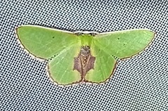 Synchlora astraeoides