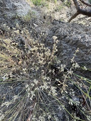 Scleranthus perennis