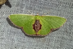 Synchlora astraeoides