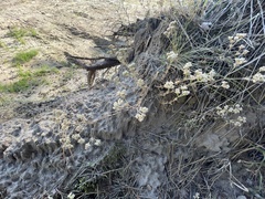 Scleranthus perennis