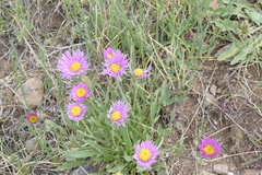 Aster alpinus