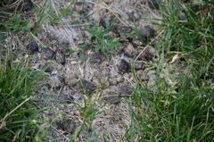 Urocitellus columbianus